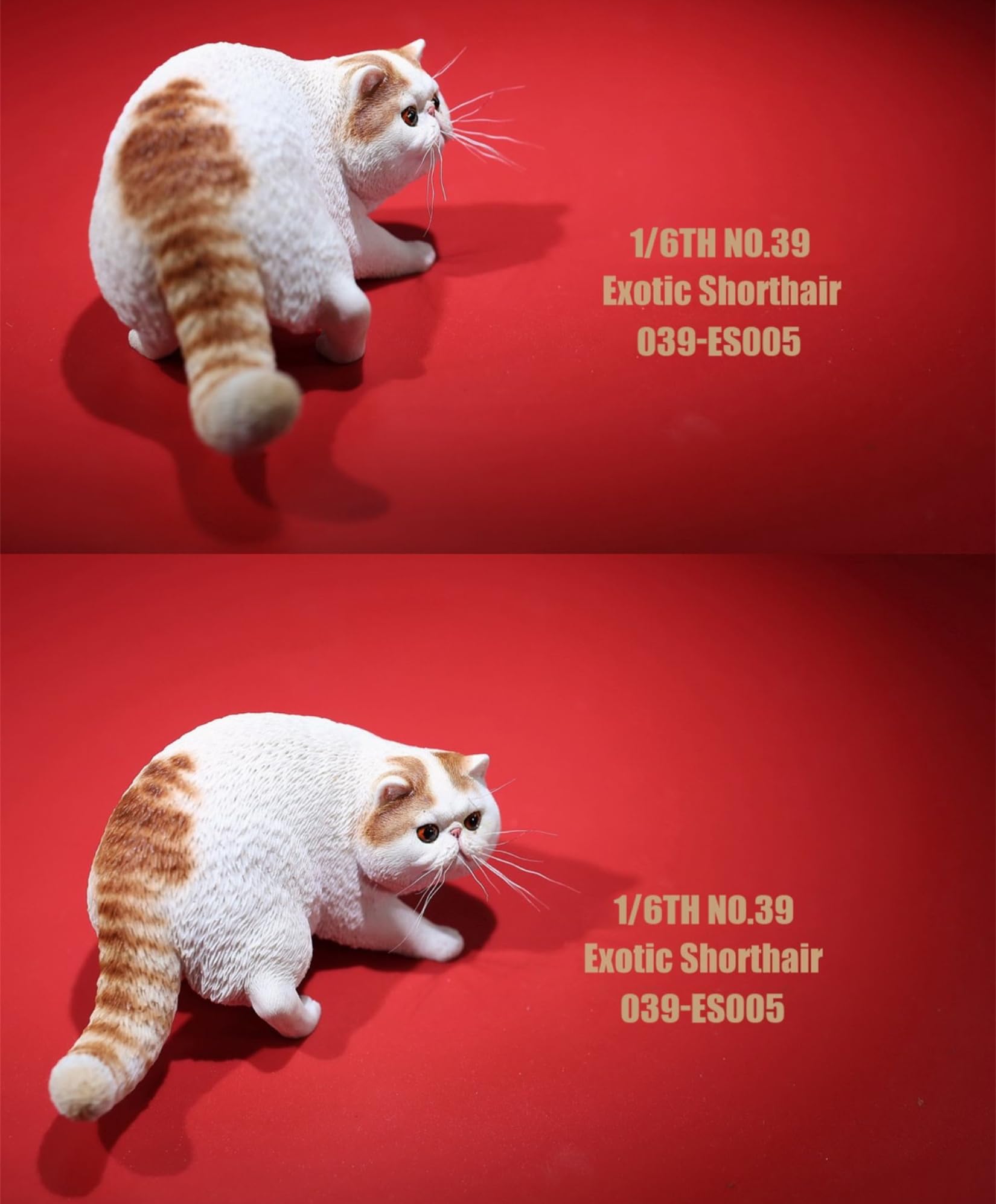 Amazon.co.jp: 1/6 サイズ エキゾチック・ショートヘア 猫 ペット