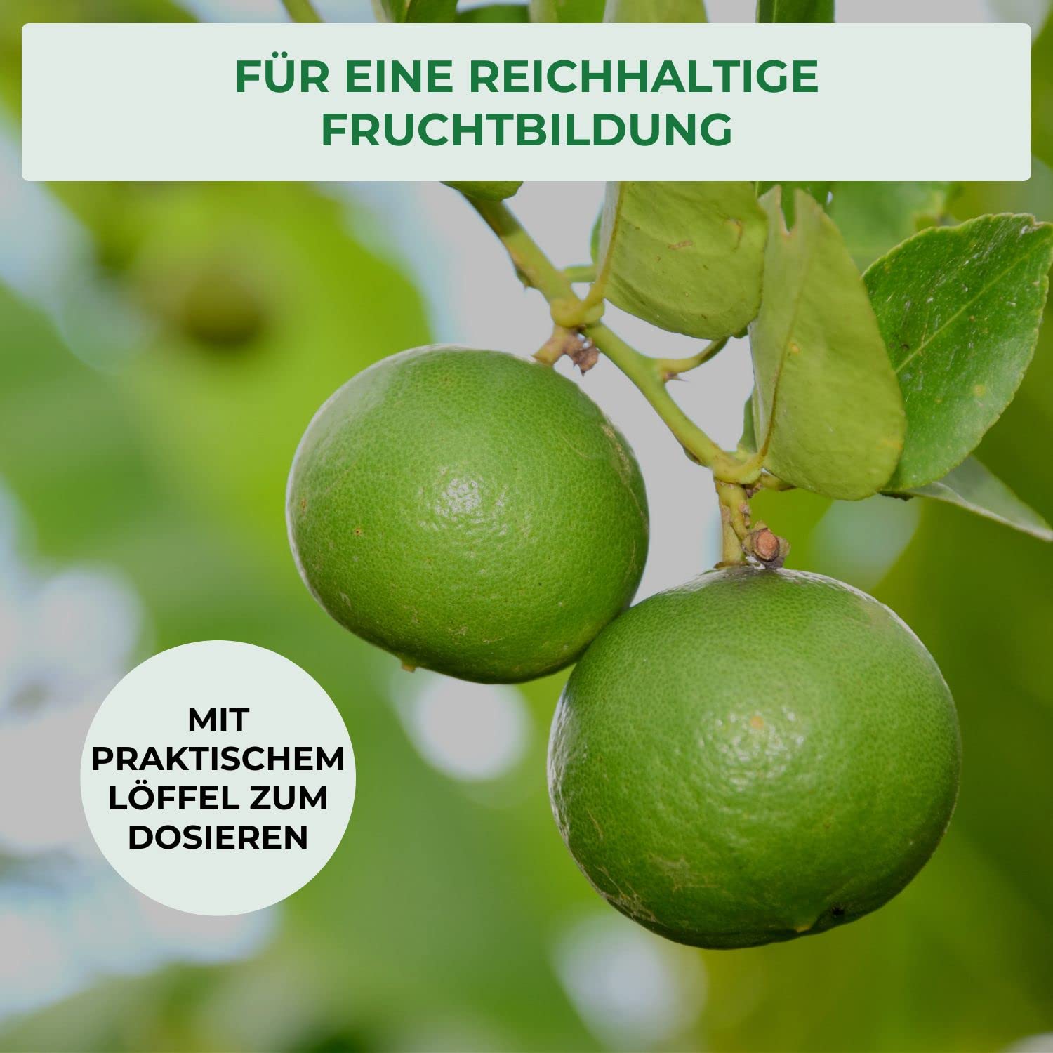 Allflor Zitrusdünger 6 x 500 ml I Langzeitdünger mit viel Kali für ein sattes Grün I Dünger fördert eine reichhaltige Fruchtbildung I Flüssigdünger auch für mediterrane Pflanzen geeignet