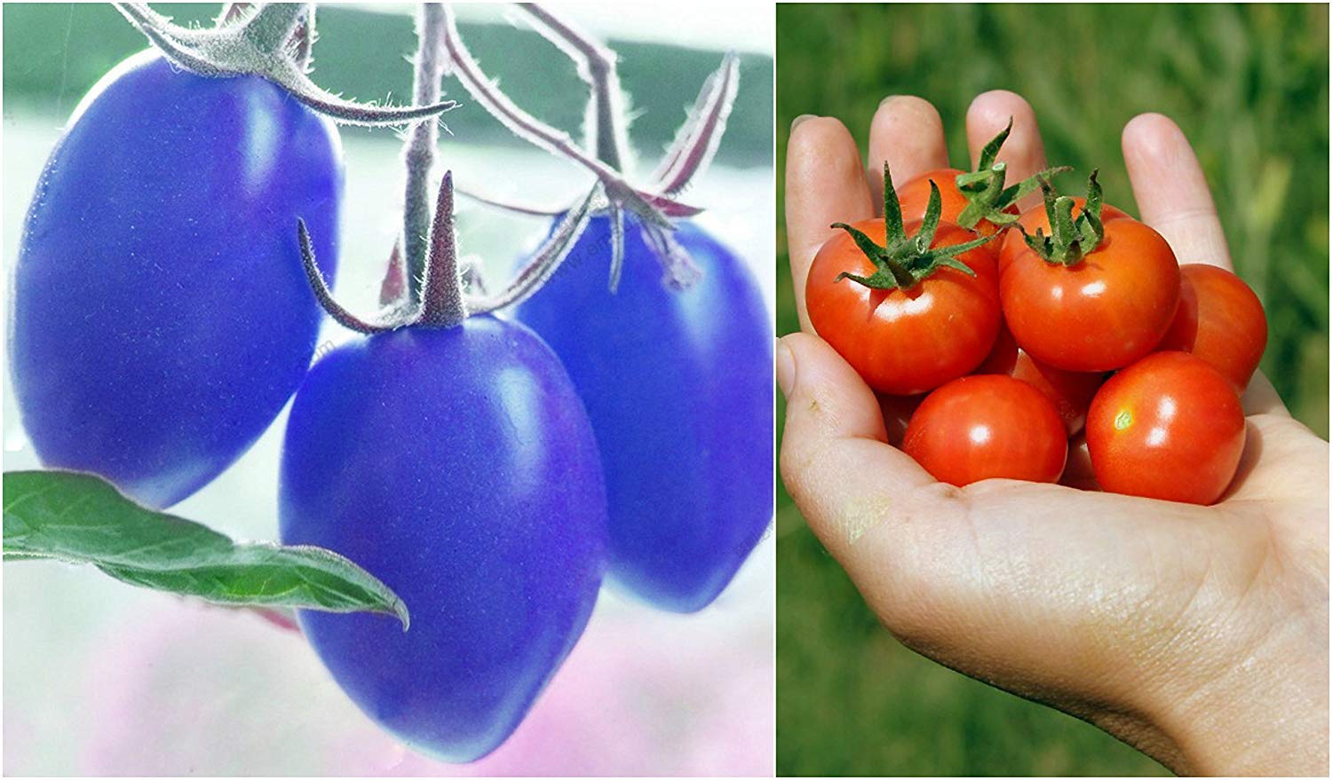 Golden Hills Farm Cherry Tomato Seeds Combo Pack: Blue Cherry Red Cherry Tomato 50 Seeds Each 100 seeds (B07N7NT6HG) Amazon Price History, Amazon Price Tracker