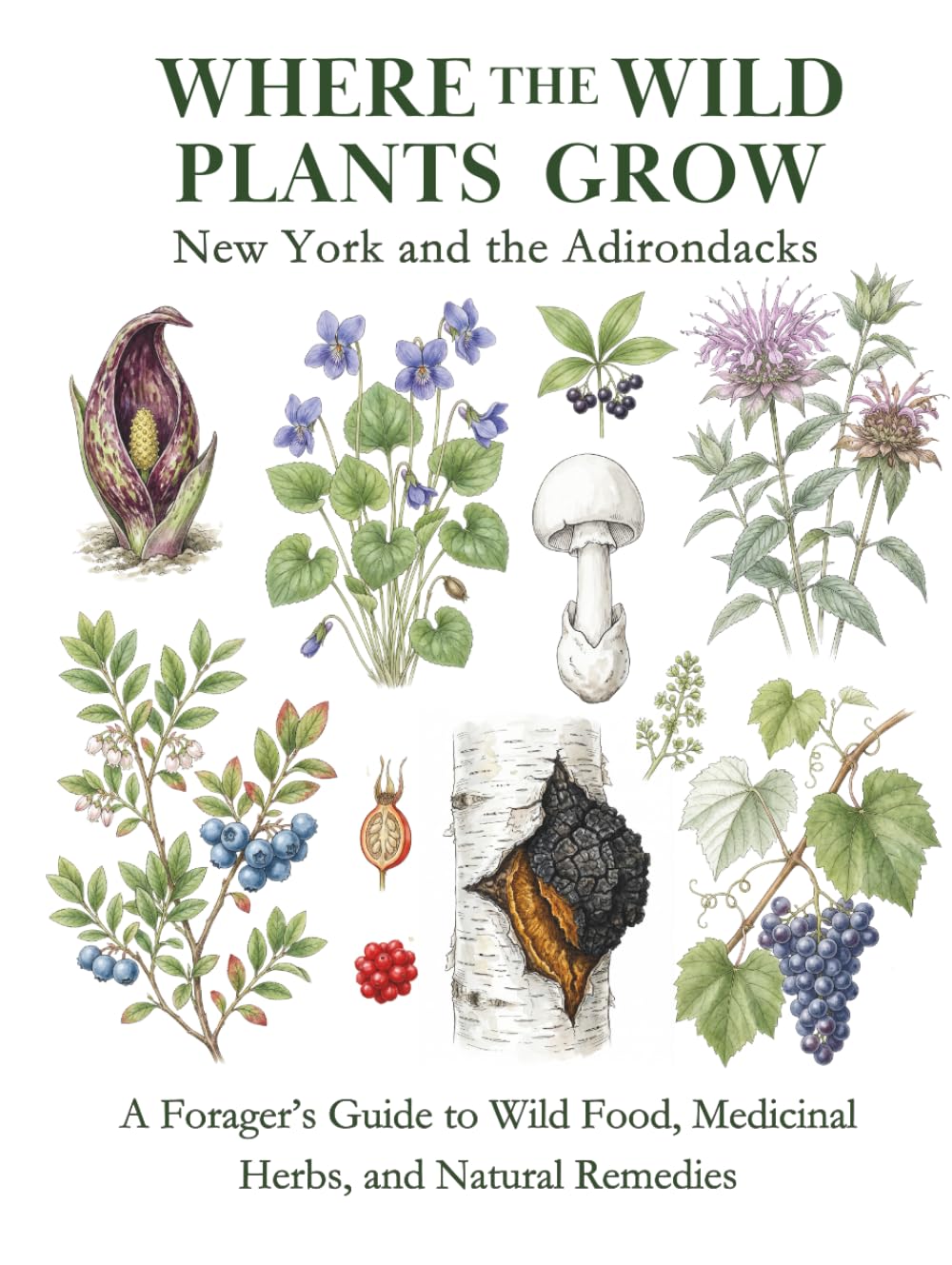 New York and the Adirondacks: A Forager’s Guide to Wild Food, Medicinal Herbs, and Natural Remedies (Where the Wild Plants Grow: Illustrated Foraging Guides)