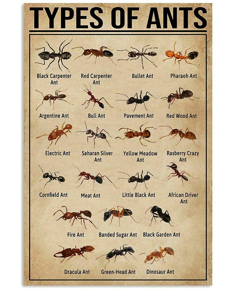 rayprint Types Of Ants Metal Signs Retro Room Decor Ant Science Knowledge Posters Club Farm Home Wall Decor Printing Plaque 12x16 Inches
