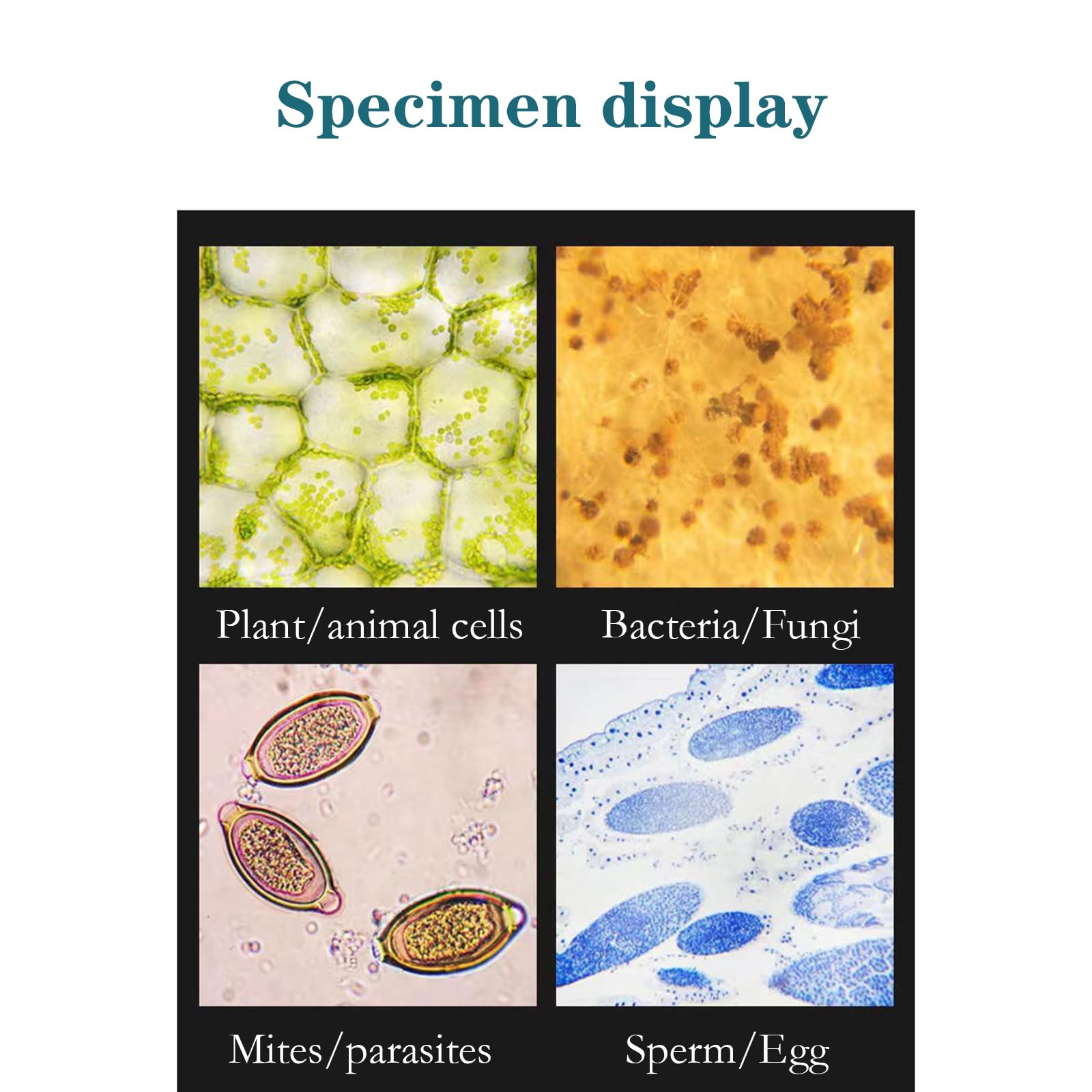 Portaobjetos De Vidrio para Microscopio, 200 Piezas De Secciones De Muestras Biológicas Mixtas De Animales/Plantas/Tejidos Humanos/Tejidas, Diseño De Esquinas Redondeadas