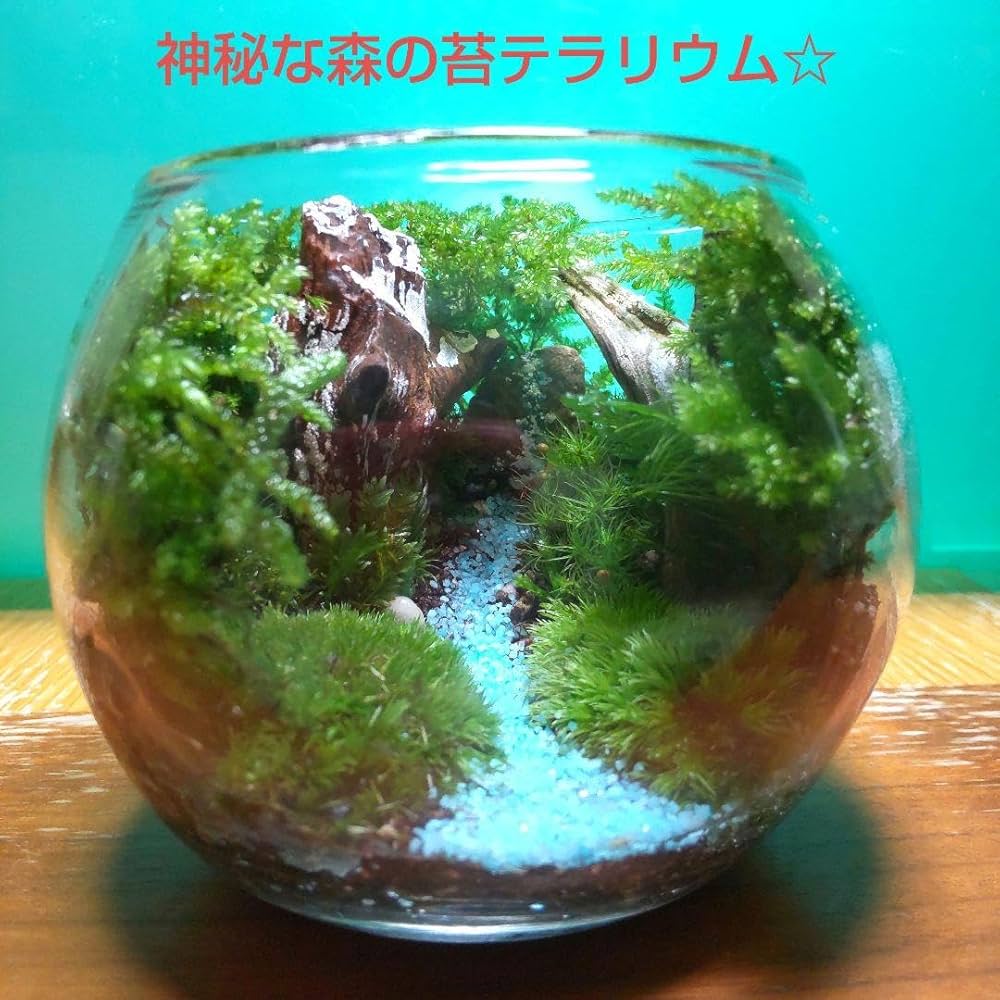 Amazon.co.jp: 神秘な苔の世界不思議な森の苔テラリウム 完成品
