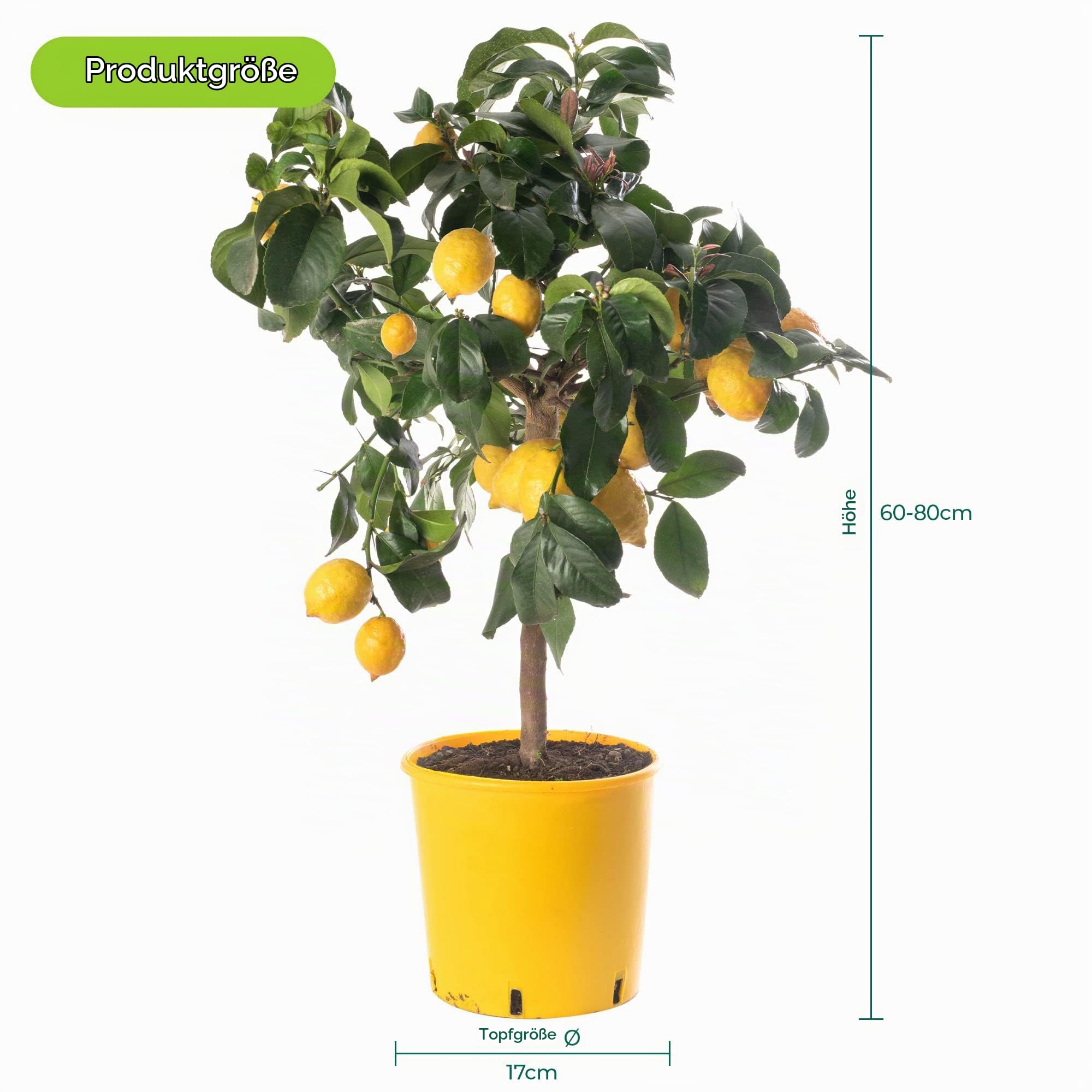 Großer Zitronenbaum - Züchte dein eigenes Obst zu Hause im Innen- oder Außenbereich.