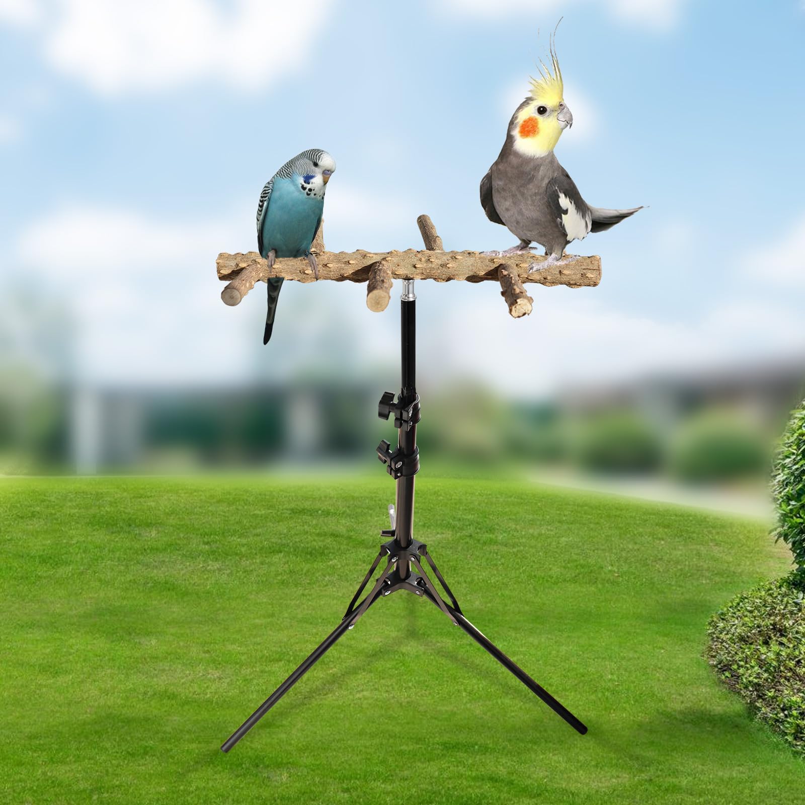 Soporte de perca de pájaros ajustable de 16 a 63 pulgadas de altura, juguete de perca de madera de pimienta natural, soporte de percha de entrenamiento de pájaros, soportes para pájaros interiores y