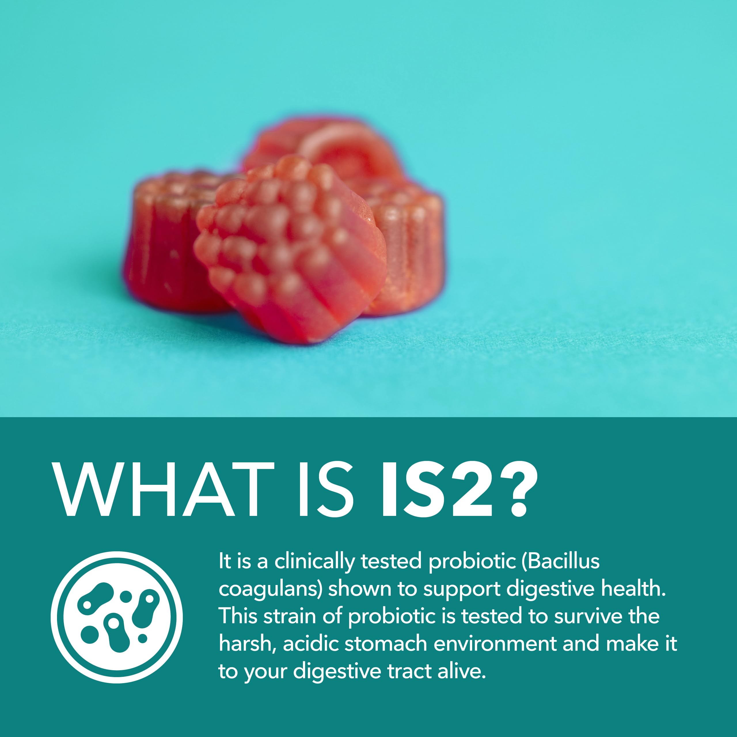 Probiotic Gummies for Digestive Support and Gut Health - 1 Billion CFU Bacillus Coagulans - 60 Count - Shelf Stable, Non-GMO, Gluten-Free, and Vegetarian - 2 Month Supply, Mixed Berry Flavor