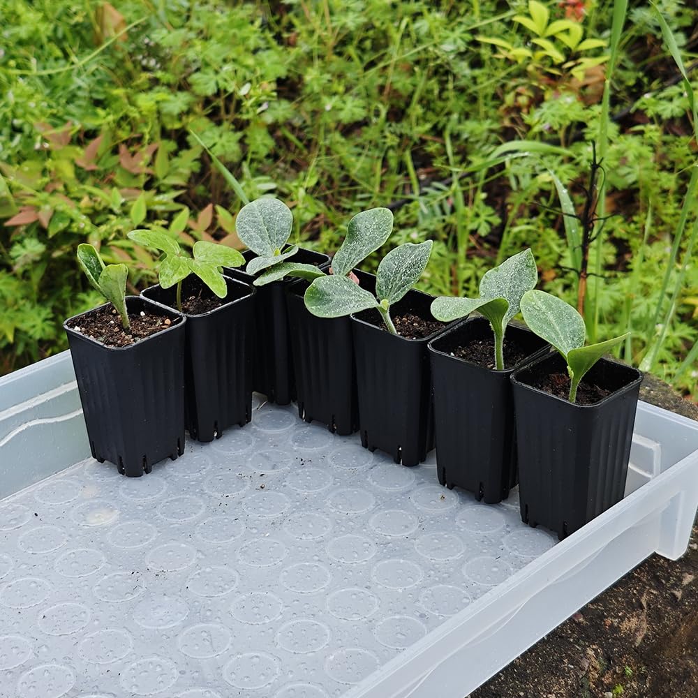 Lot de 180 petits pots de semis carrés en plastique noir de 5,9 cm avec trou de drainage pour germination, herbes et plantes grasses