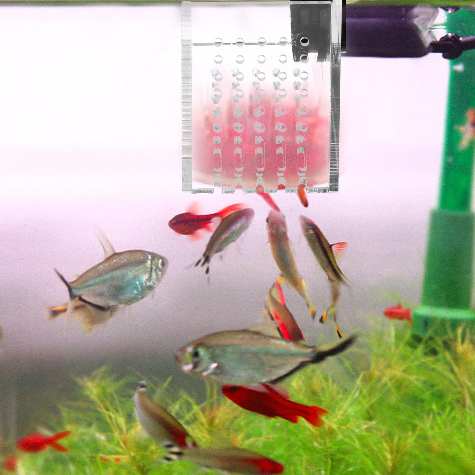 NOLITOY Comedero Acrílico para Peces Soporte Magnético, Dispensador de Comida para Acuarios, Fácil Instalación y Mantiene el Acuario Limpio