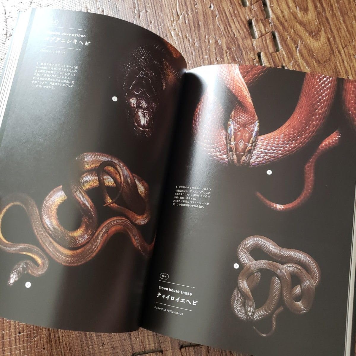 絶版】Mark Laita SCHLANGEN 爬虫類ヘビ写真集