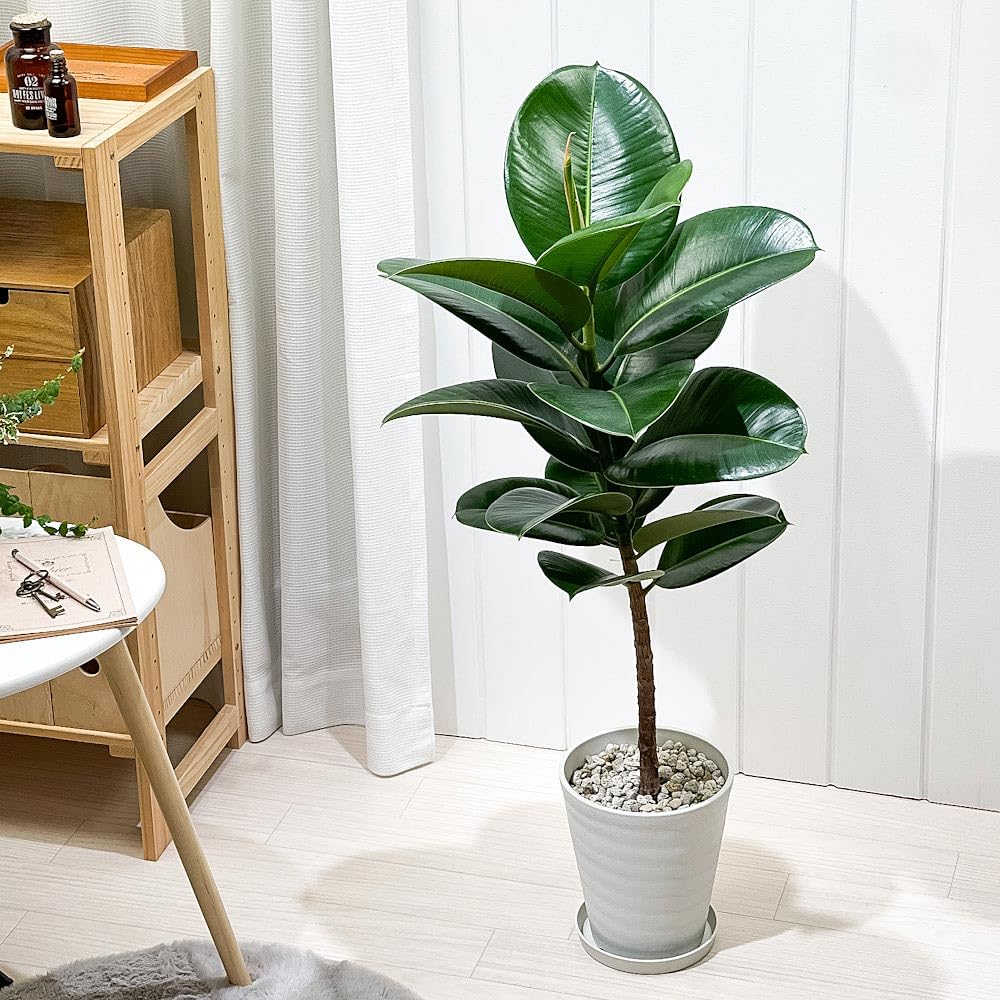 フィカス ゴムの木 鉢底から約150cm フィカス・フランスゴム 6号の通販