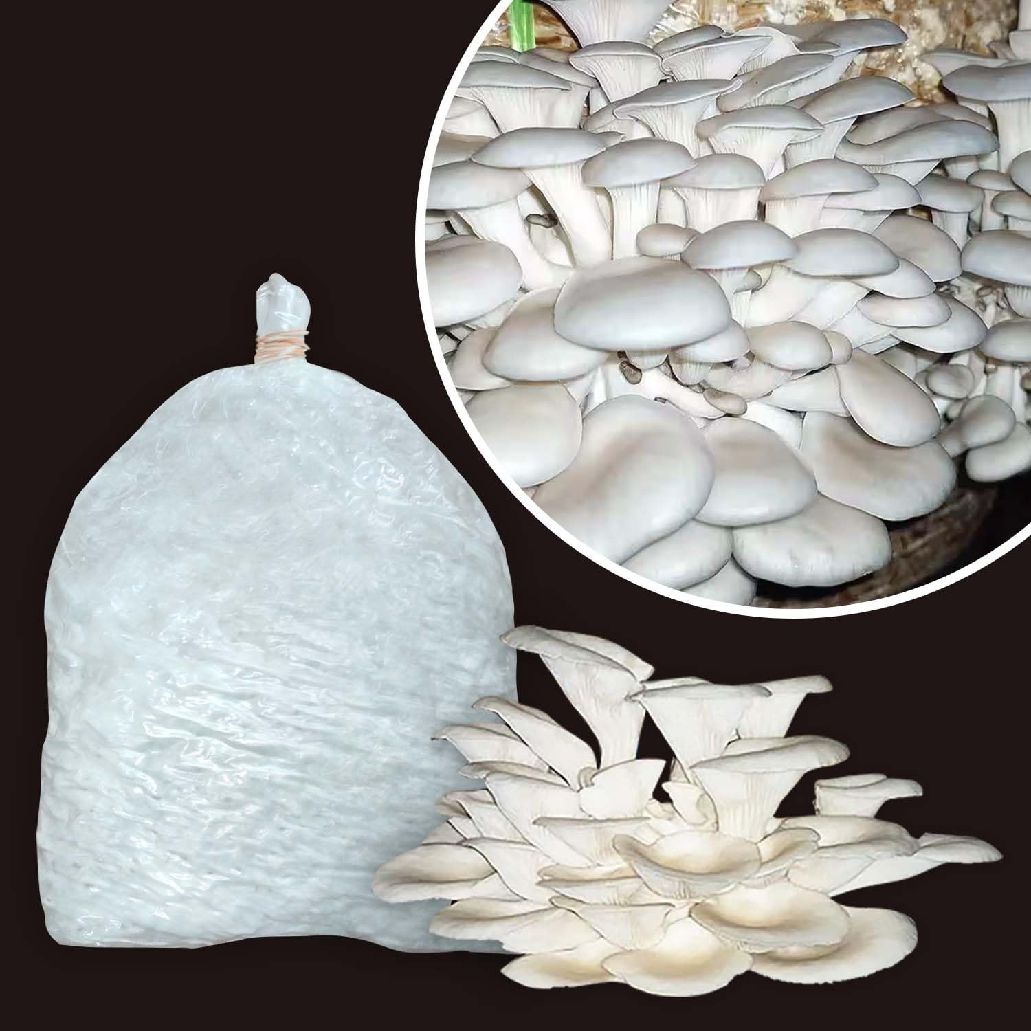 White Gourmet Oyster Mushrooms Growing Kit (200g Spawn + PP Bag) – High Yield Grain Spawn for Home Garden | First Generation Edible Oyster Mushroom Seeds | Includes Easy Guide for Large Harvests-image-23