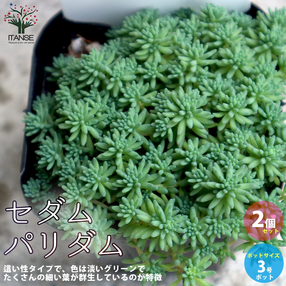 Amazon.co.jp: ITANSE セダム パリダム 3号 2個セット 多肉植物