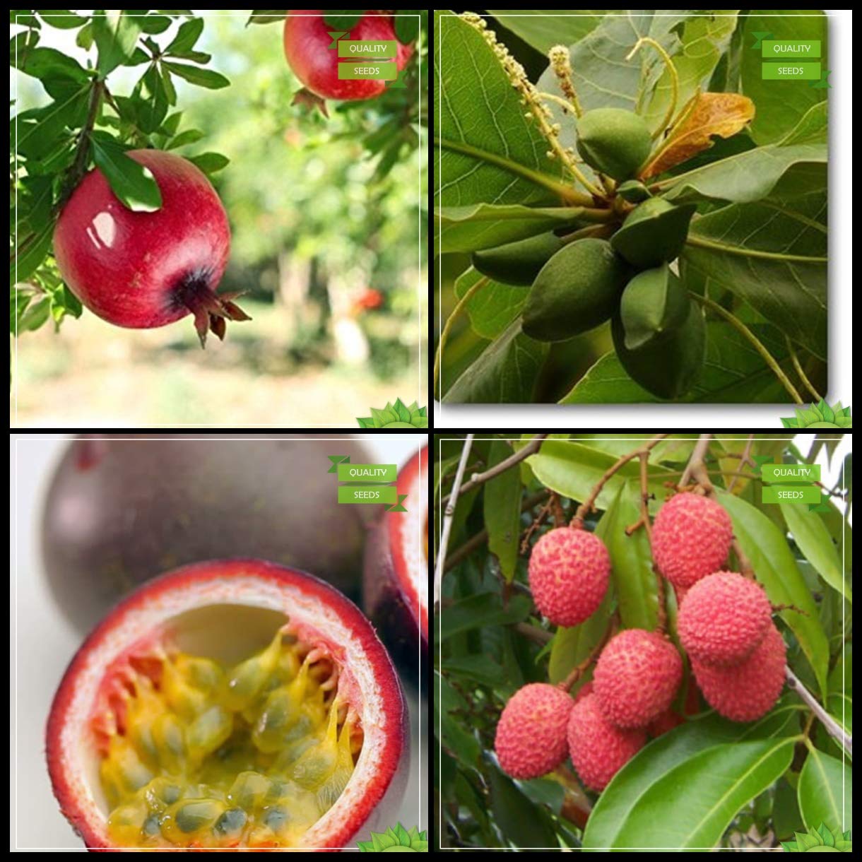 Creative Farmer Fruit Seeds For Home Garden Combo Fruit : Pomagranate, Sea-Almond, Passion Fruit - Violet, Litchi Tree Seeds For Gardening (B07HTRGRG7) Amazon Price History, Amazon Price Tracker