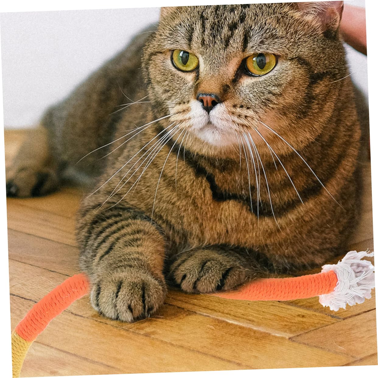 VANZACK 12pièces Jouets à Mâcher Corde pour Chats Jouets Interactifs pour Et Divertir Les Chats Intérieur