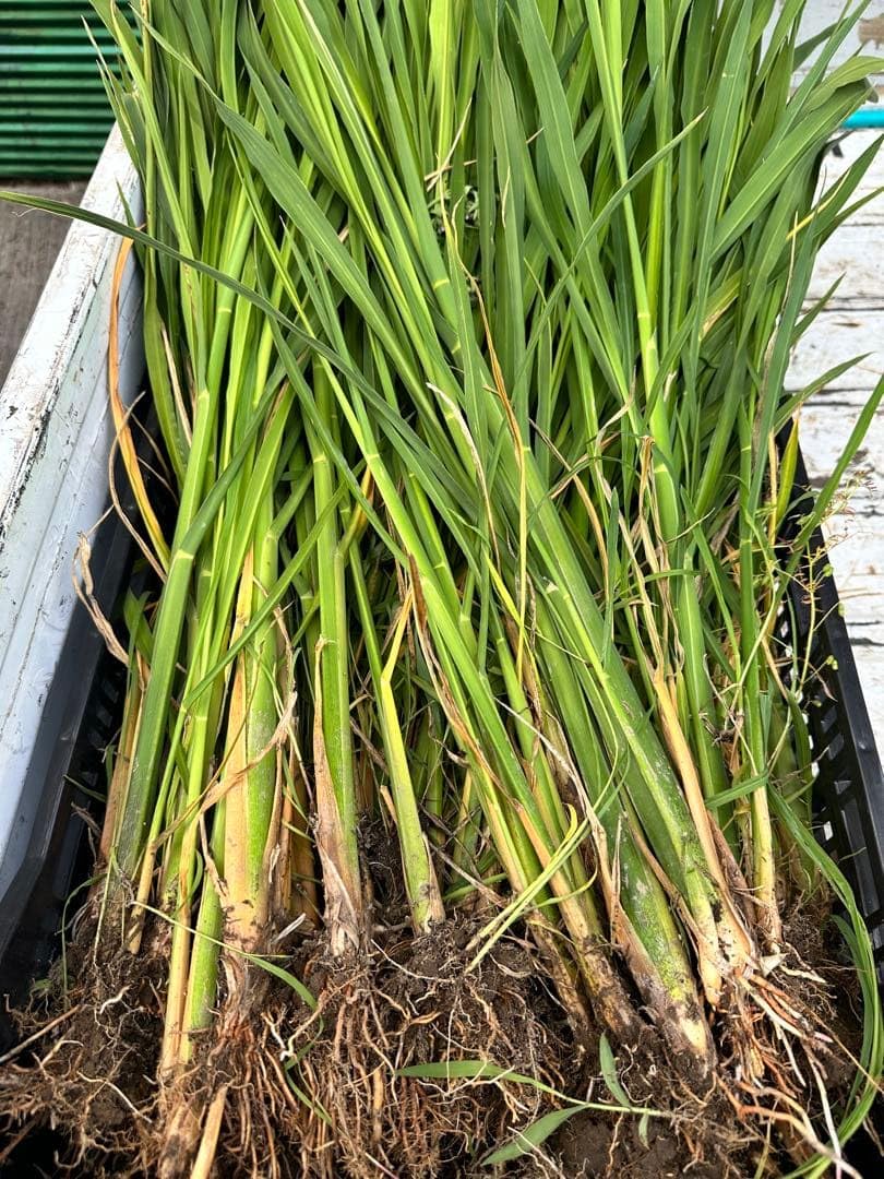 Otamaさん専用　マコモ苗　150株　① Amazon.co.jp: マコモの苗 10本 : DIY・工具・ガーデン