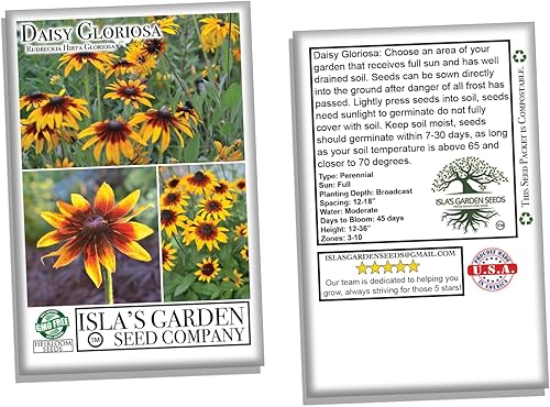 Miniatura 4 de Semillas de flores Daisy Gloriosa (Rudbeckia hirta 'Gloriosa') – Más de 1000 semillas sin OMG y reliquias de Isla's Garden Seeds, pétalos amarillos