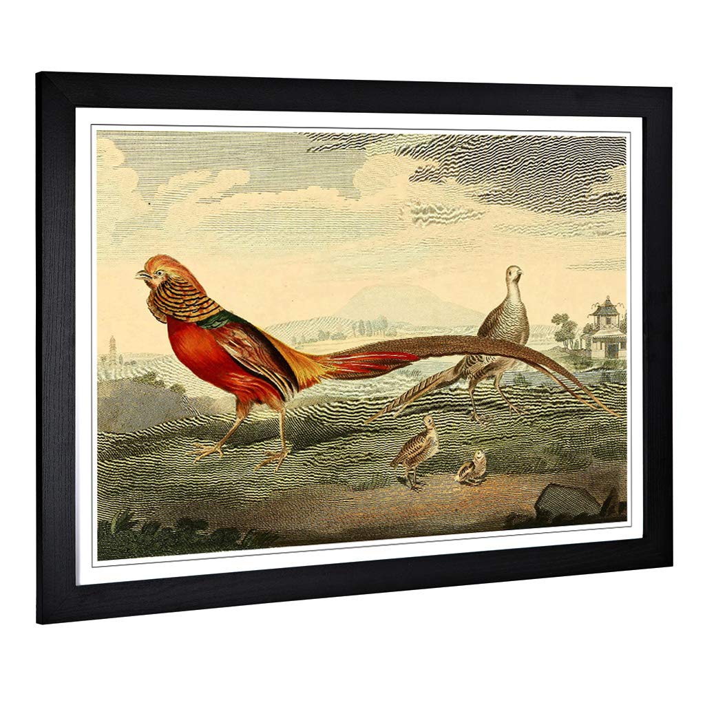 Big Box Art Framed Print of Vintage Charles R Ryley Painted Pheasant Design | Wall Art Picture | Home Decor for Kitchen, Living Room, Bedroom, Hallway, Black, A2 / 24.5x18 Inch / 62x45cm
