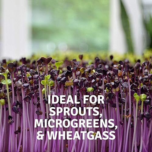 Miniatura 4 de Micro-Mats - Almohadillas hidropónicas de cultivo - para producción orgánica - Paquete de 500 - Germinación de plantas y semillas pasto de trigo,