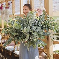 Vista 4 de Eden Brothers Semillas de eucalipto - Baby Blue Bouquet