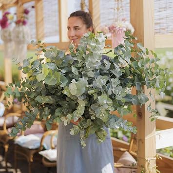 Eden Brothers Eucalyptus Seeds - Silver Dollar
