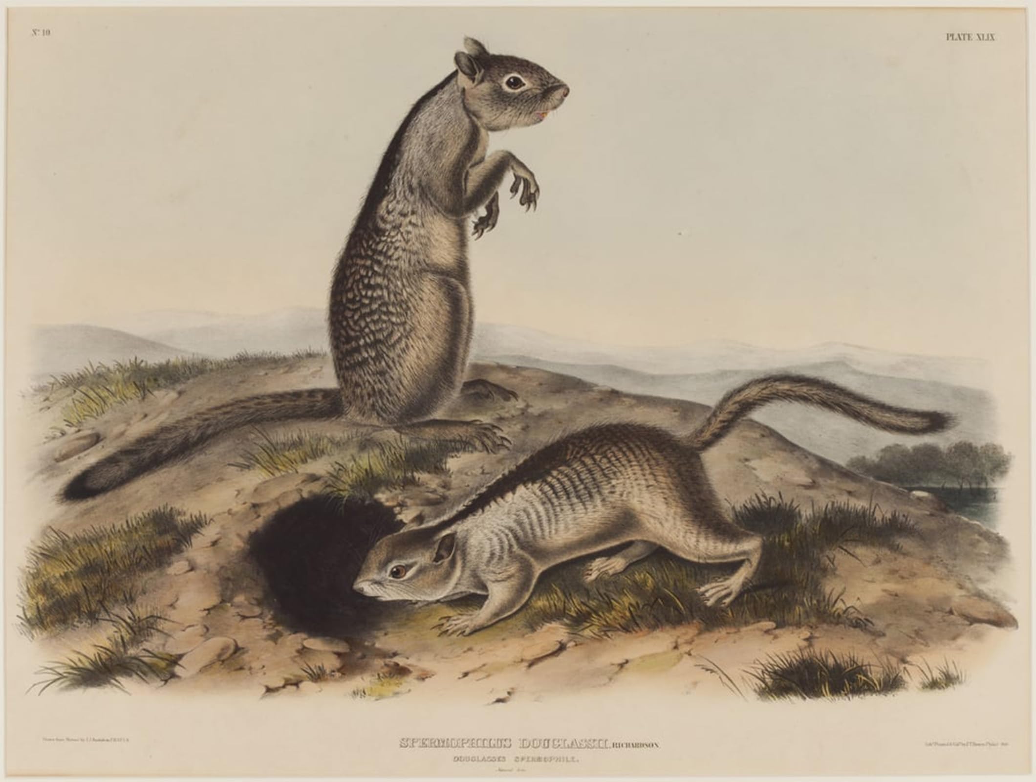 POSTERIIk Vintage Art Print Images Pictures Print Spermophilus Douglassii by John Jamess Audubon Modern Colour Posters for Office Home Decor 60x90cm