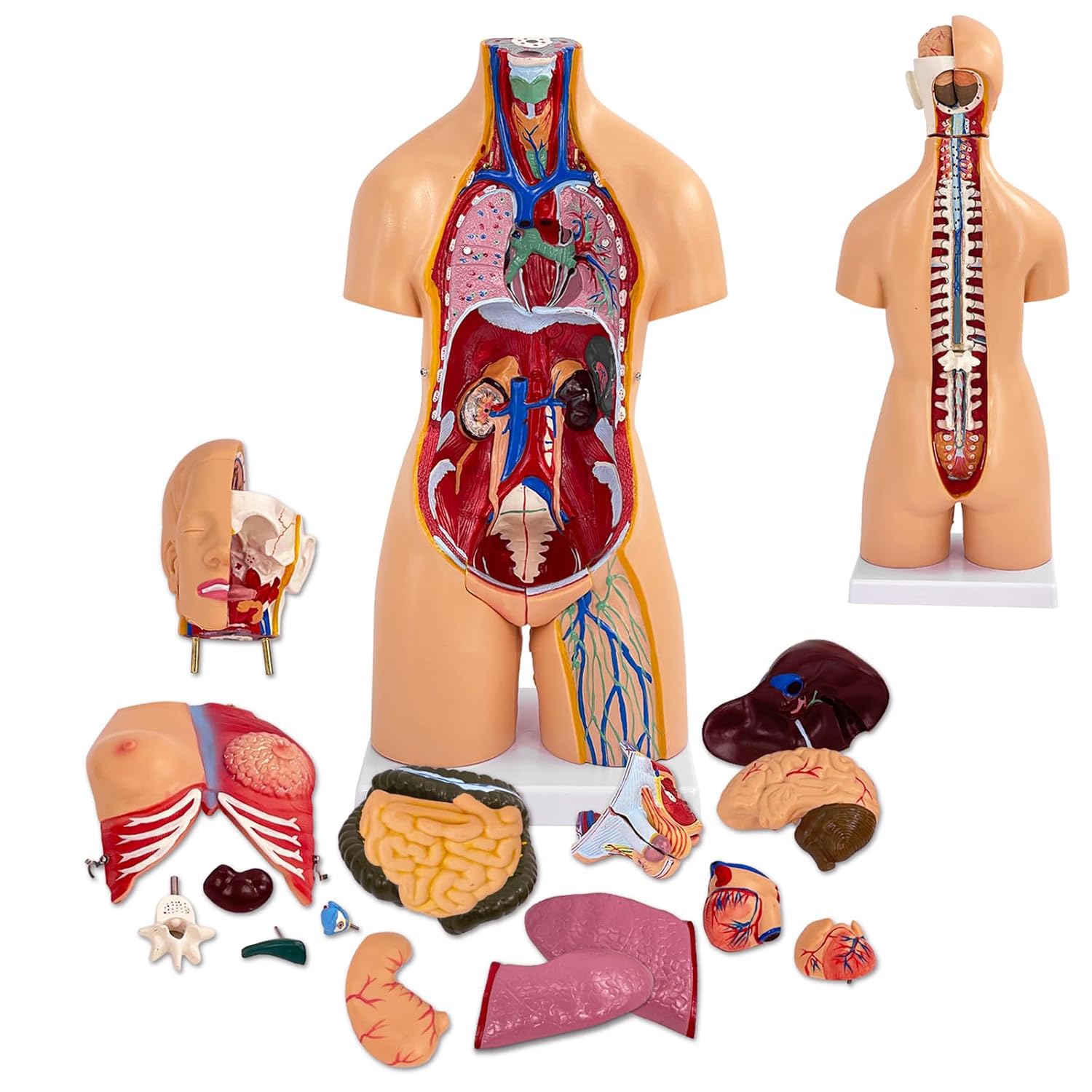 Anatomiczny model ludzkiego tułowia, 55 cm, 21 wyjmowanych organów dla studentów medycyny, lekarzy i nauczycieli, narzędzie edukacyjne unisex, idealne do nauki anatomii