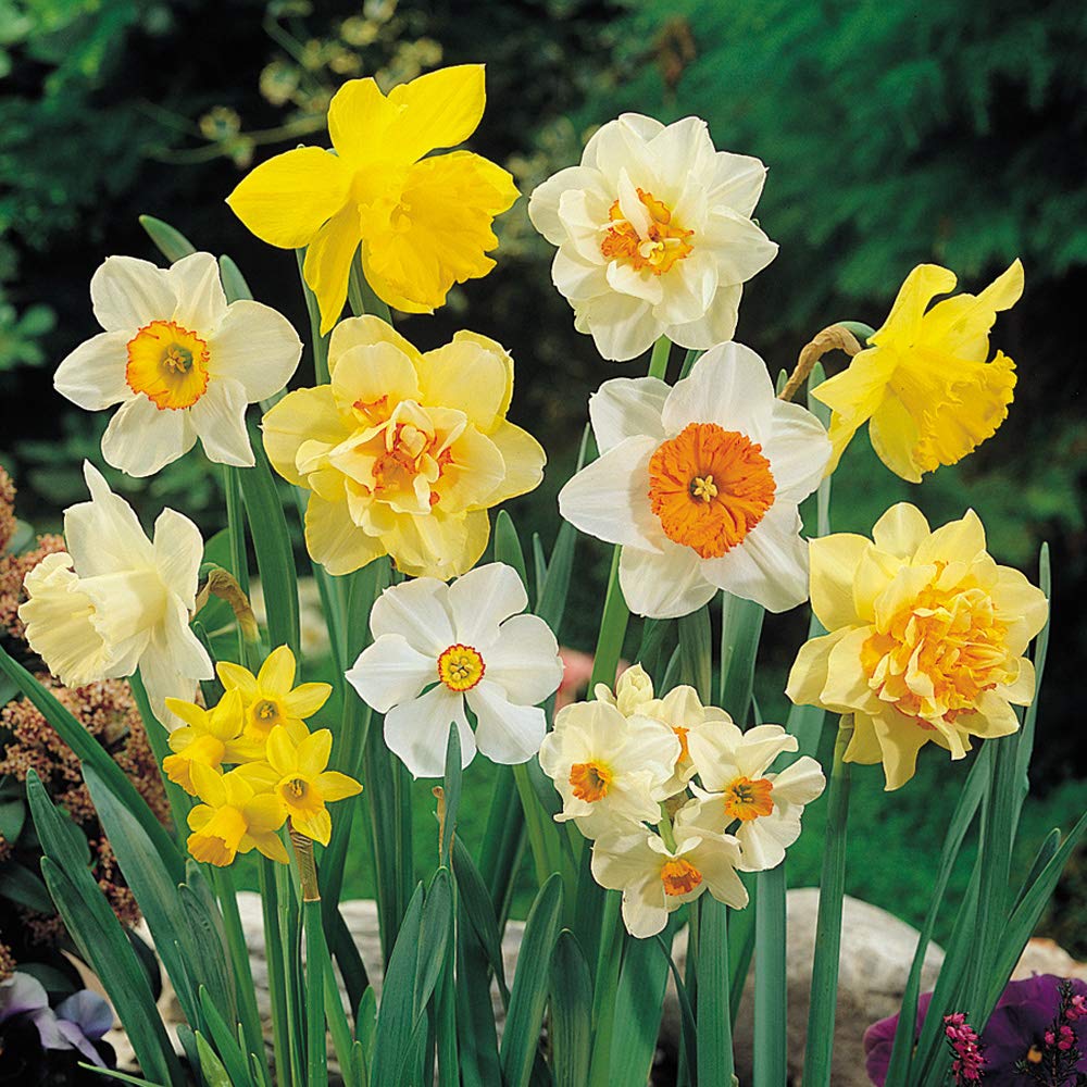 Narcissus Bulbs Hardy Flower Garden Plant 'Sunshine Mix' by Thompson and Morgan (80)