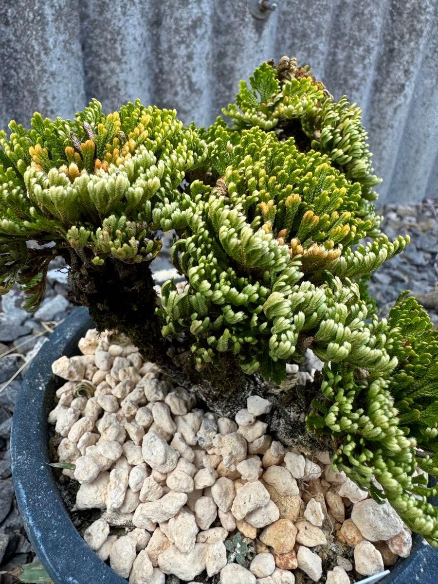 Amazon.co.jp: 玉獅子 岩松 イワヒバ 岩ヒバ 盆栽 山野草 高山植物 316