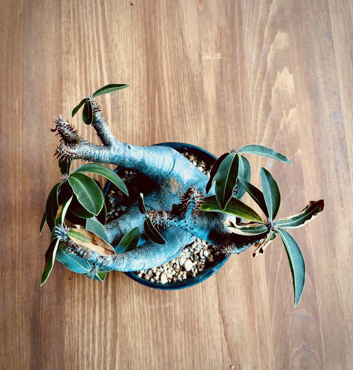 厳選流木】 ADA社 ブランチウッド4本 2025年カレンダーおまけ