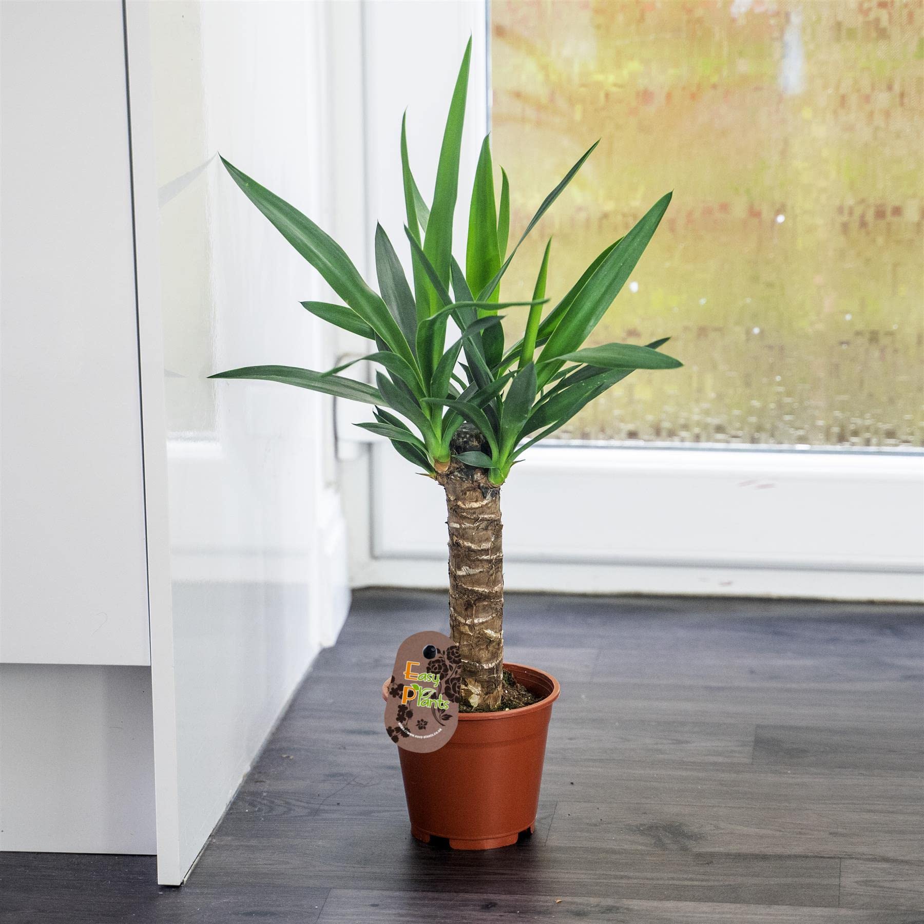 Yucca Elephantipes : grande plante de sol et arbre décoratif d'intérieur en pot