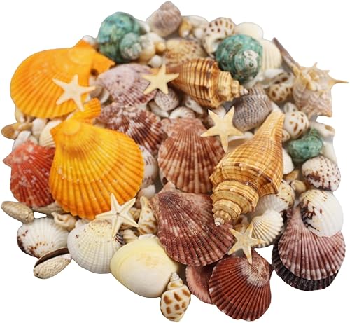 Miniatura 2 de 135 conchas marinas mixtas de playa, conchas marinas de playa, conchas naturales de varios tamaños para manualidades, fabricación de velas, fiesta