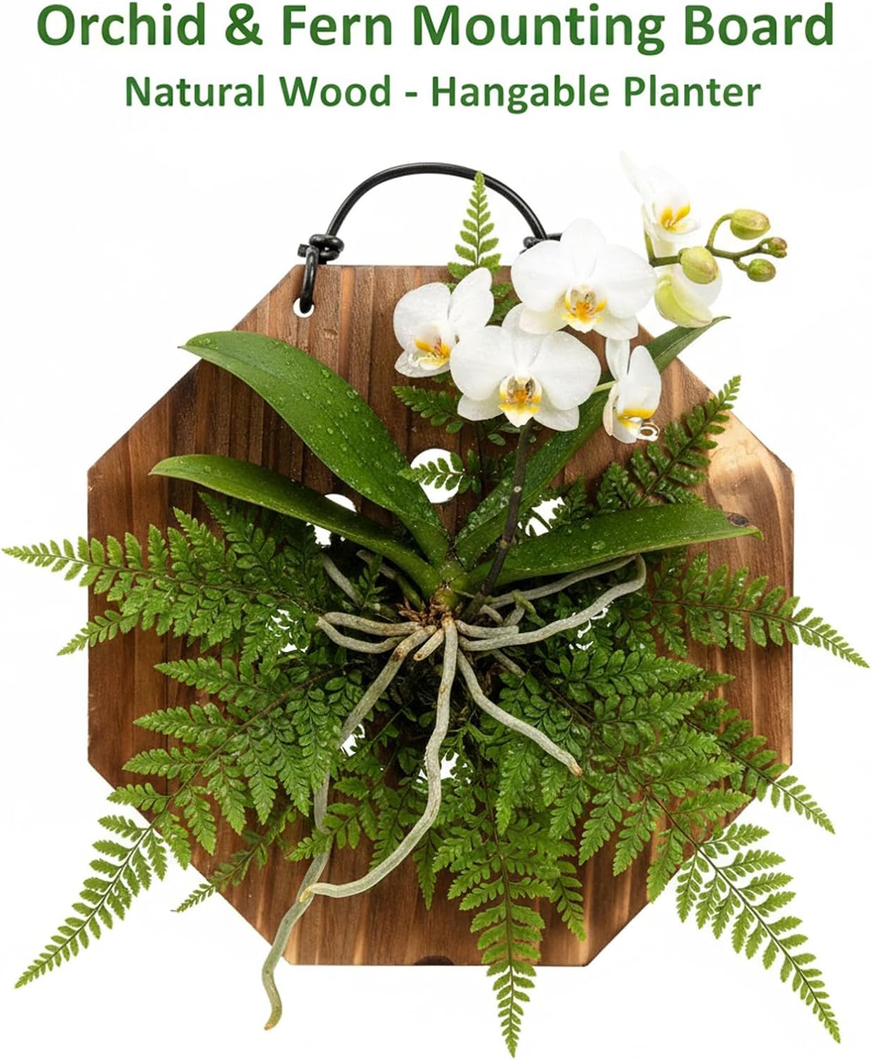 Staghorn Fern Mounting Board Kit Hanging Wall Planter Wood Plant Holder for Vertical Gardens, Platycerium and Succulents, Easy DIY Home Décor