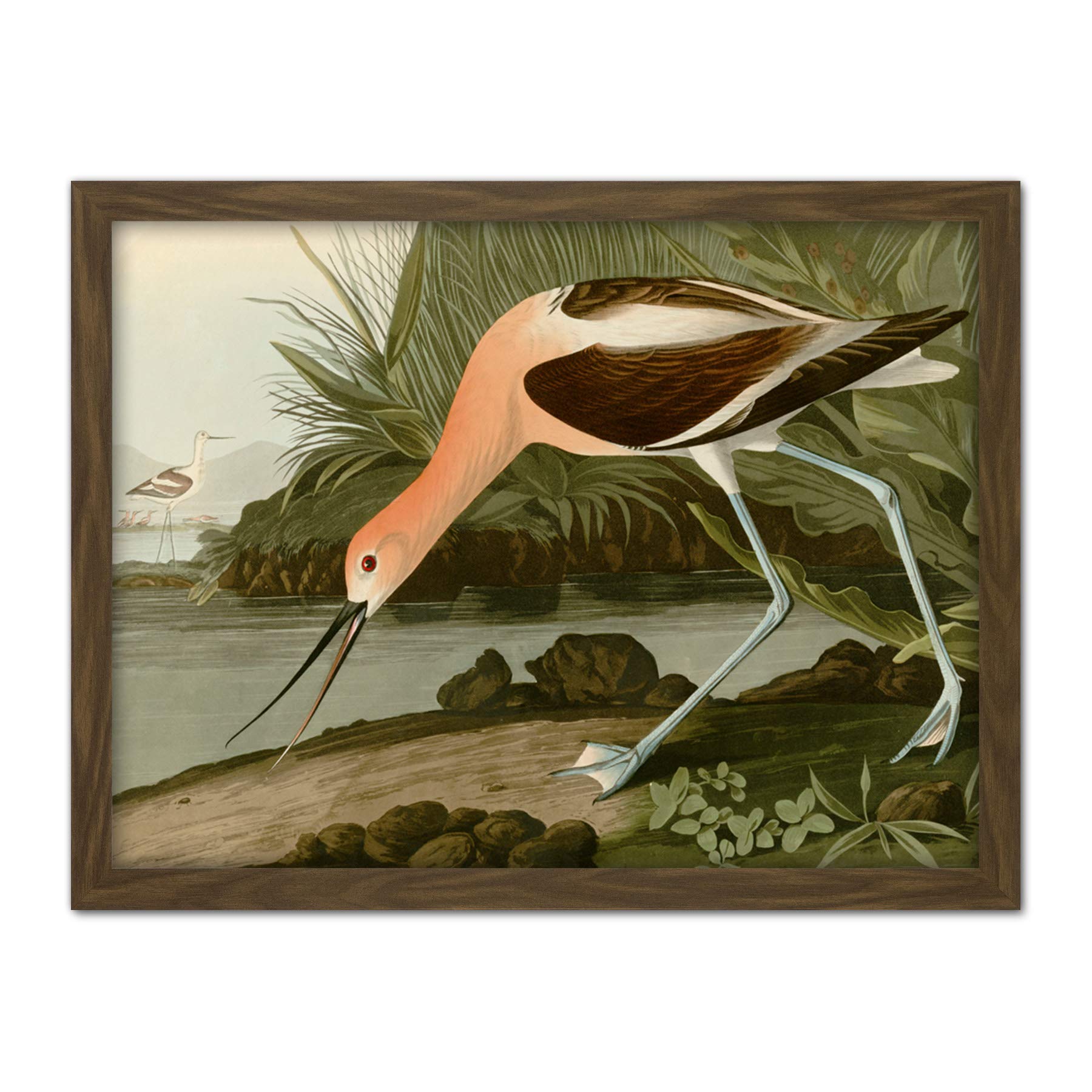 Artery8 Audubon Birds America American Avocet Artwork Framed Wall Art Print 18X24 Inch