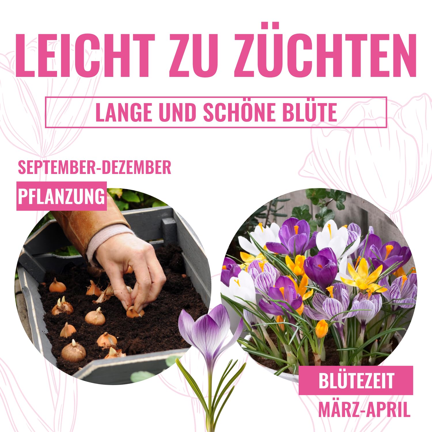 Collezione gigante di bulbi di crocus (100 bulbi/5 varietà), miscela perenne e resistente al freddo dall'Olanda, ideale per un paradiso fiorito in giardino (nessun seme)