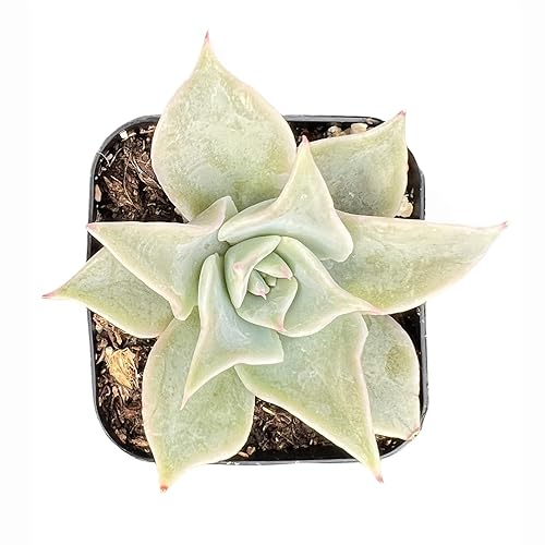 Sprout N Green Echeveria Madiba, Rare Live Succulent Plant Fully