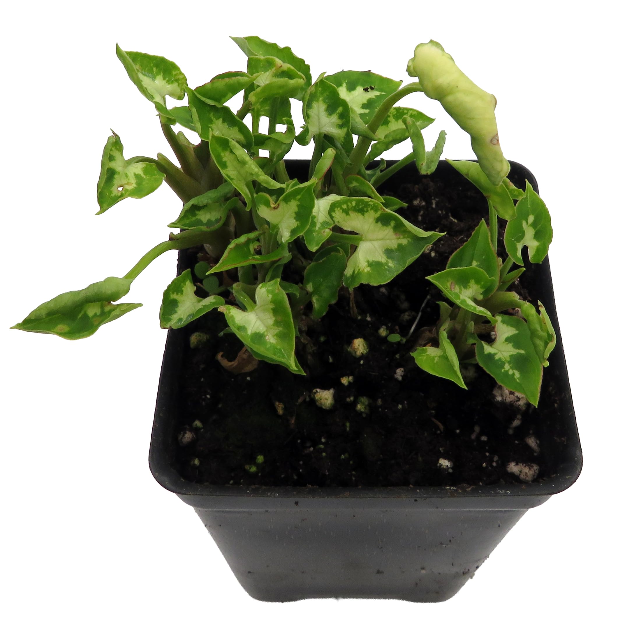 olive tree plant indoor Olive Wilsonii Tree main image 0