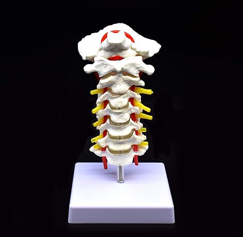 Cervical Vertebra Arteria Spine Spinal Nerves Anatomical Model Anatomy for