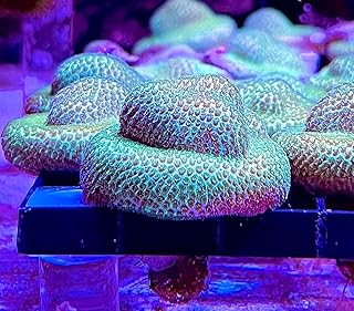 coralSLover Live Saltwater Coral Frag - Smooth Encrusting Green Montipora
