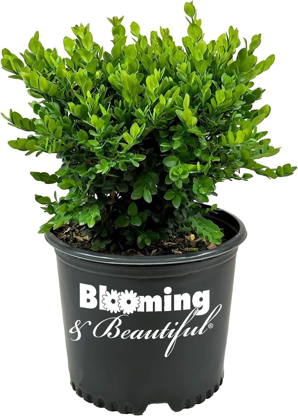 Blooming & Beautiful - Gordo Boxwood - 3 gal - Compact Rounded Evergreen Shrub - Large Green Leaves - Hedges or Topiary - Zones 5-8 - Buxus x 'Conrowe' PP19294-3 Gallon Pot