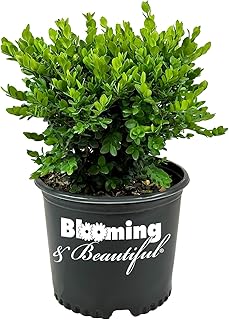 Gordo Boxwood - 3 gal - Compact Rounded Evergreen Shrub - Large Green Leaves - Hedges or Topiary - Zones 5-8 - Buxus x 'Conrowe' PP19294-3 Gallon Pot