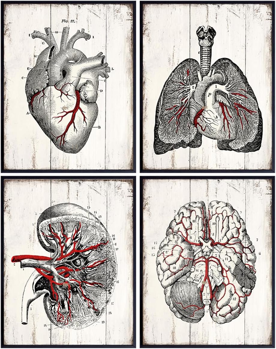 Vintage anatomy Poster for Men 11x14 - ER Nurse Hospital Wall Art Print - Shabby Chic Wall Art Set for Doctor Clinic, Dr Office - Gift for Nurse, Med Student, Cardiologist - Heart Lungs Kidney Brain