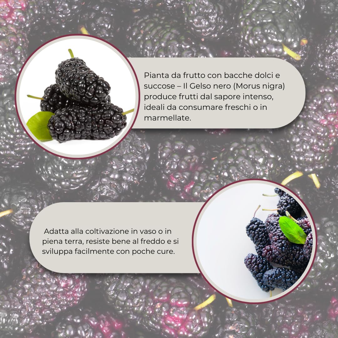 Pianta di Gelso Nero (Morus nigra) – Albero da Frutto in Vaso 24 cm, H 150 cm – Frutti Dolci e Succosi, Autofertile, Ideale per Giardino o Frutteto – FOTO REALI