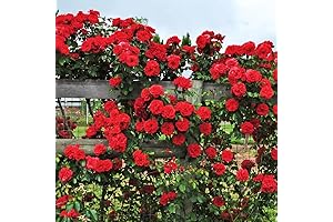 Thriving Don Juan Rose Bushes: A Fragrant Addition to Your Garden