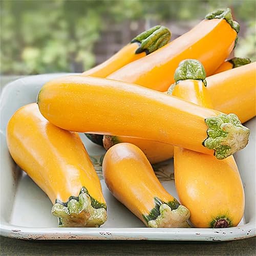 Beautiful Garden Flower Seeds 20+ Zucchini Seeds - Squash Seeds - Golden Zucchini disponible en Yaxa Colombia