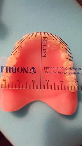 Regla flexible en milímetros para dentaduras Trubyte de Dentsply, para laboratorio dental, paquete de 3
