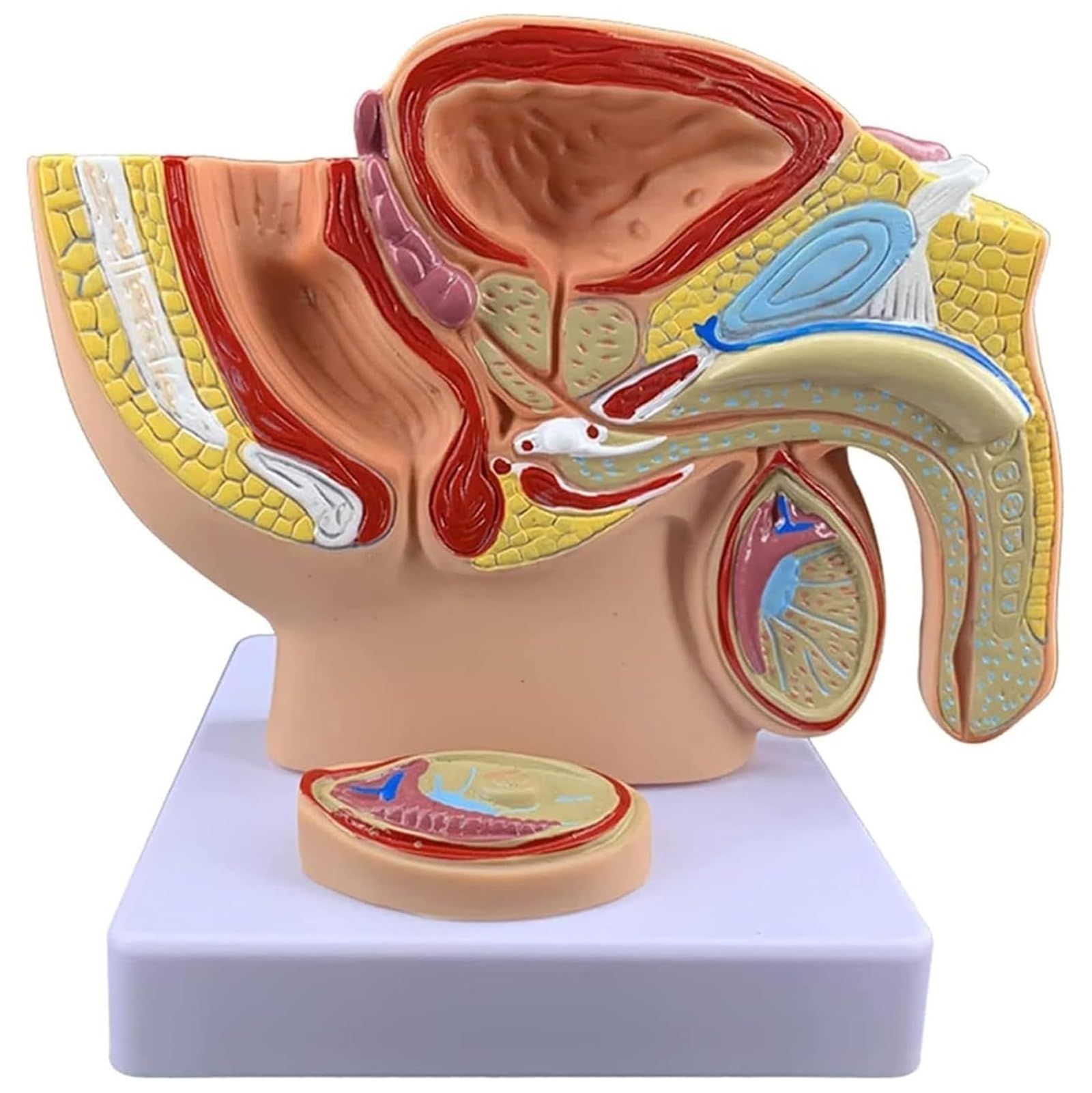 Lysdianpu Men's Life-Size S Anatomy Genital Model, 1:2 Human Reproductive System Anatomy Model, Pvc Material, Prostate Pelvis Reproductive Urinary System Model For Study & Teaching