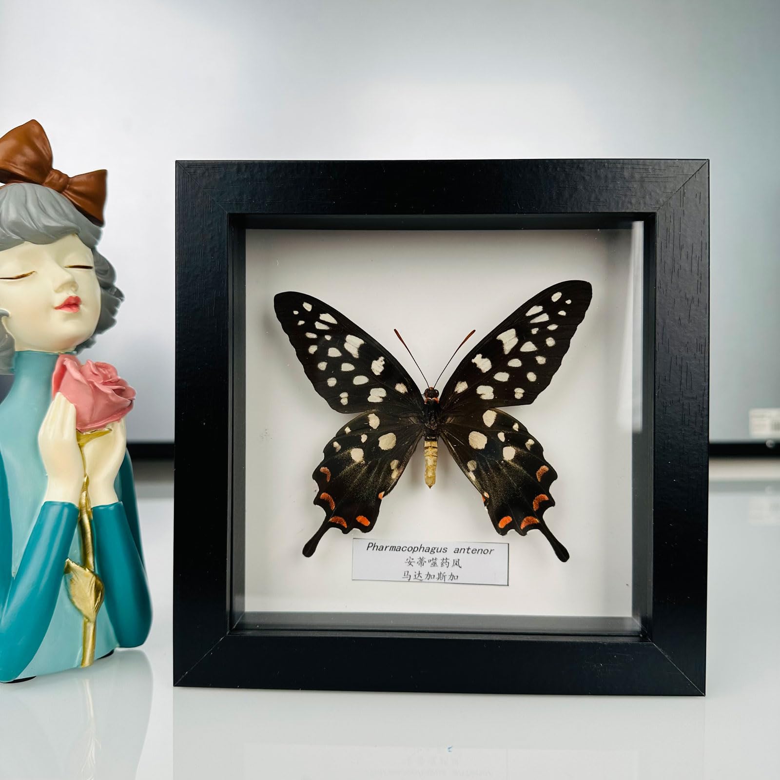 Taxidermy Mounted In Frame,Exquisite Butterflies Insect Specimen,Collection Of Butterfly,Unique Home Decor Wall Decoration Gift For Christmas Valentine Birthday,Real Butterfly Specimens17.6*17.6cm