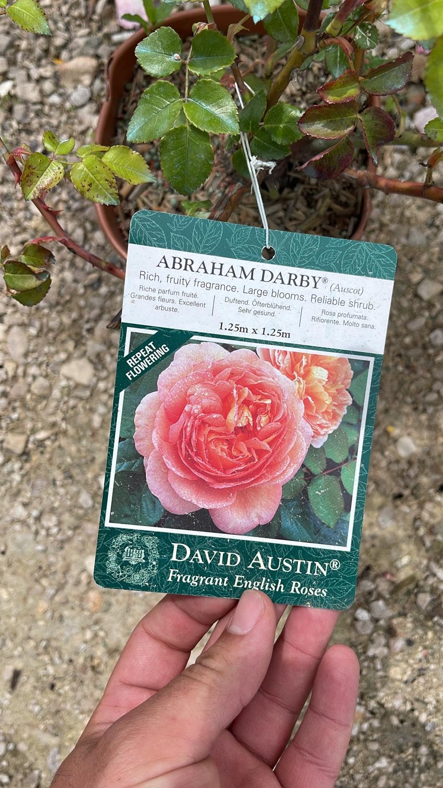 Rosa Abraham Darby® – Le Rose di Firenze, Rosa Inglese Profumata a Grandi Fiori, Pianta Ornamentale Rifiorente, Foto Reali