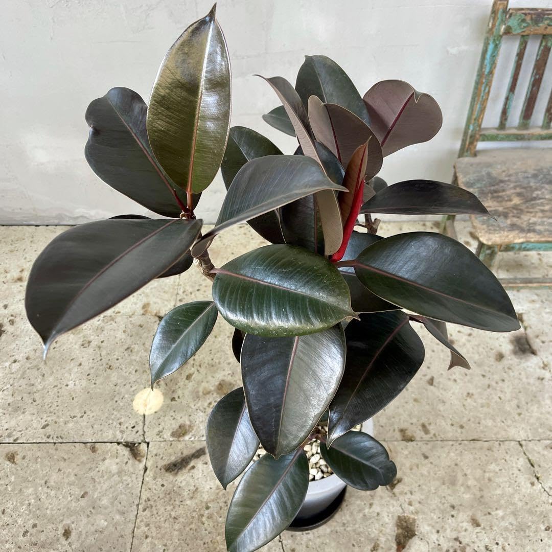 Amazon.co.jp: フィカス バーガンディ 2本立ち 陶器鉢 植え込み発送