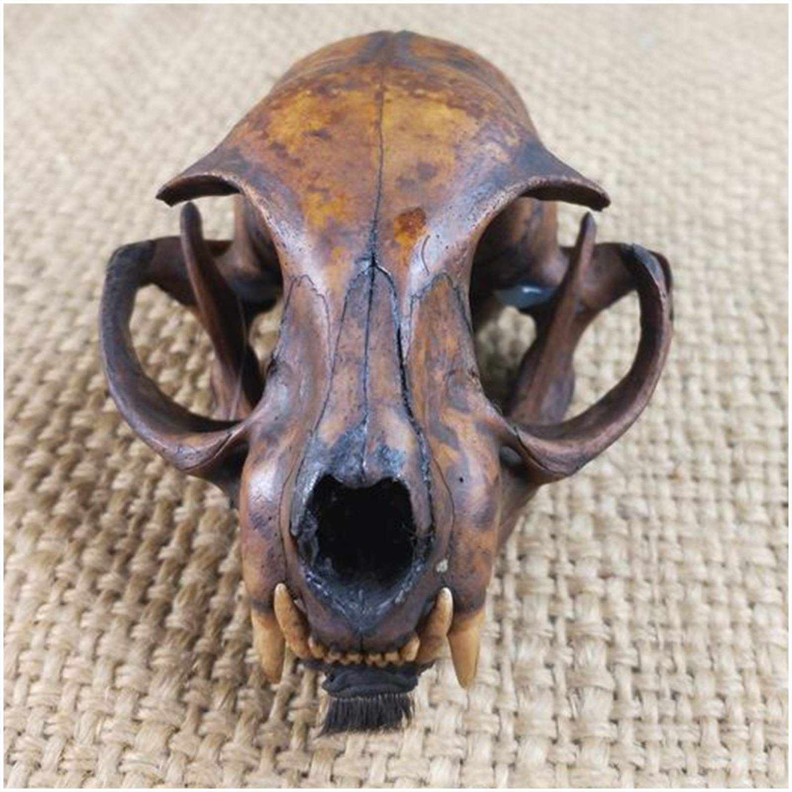 Sjdopulse A Real Cat Skull Specimen - Lifelike Cat Skull Head Model - 1:1 Life Size Cat Skull Replic -For Veterinary's Study Teaching,Bar Home Decoration Rt Collection (A)